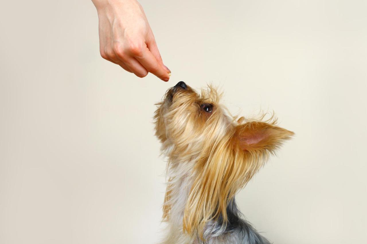 ホテル ボタニコ イ オリエンタル スパ ガーデン プエルト・デ・ラ・クルス エクステリア 写真 A dog being fed
